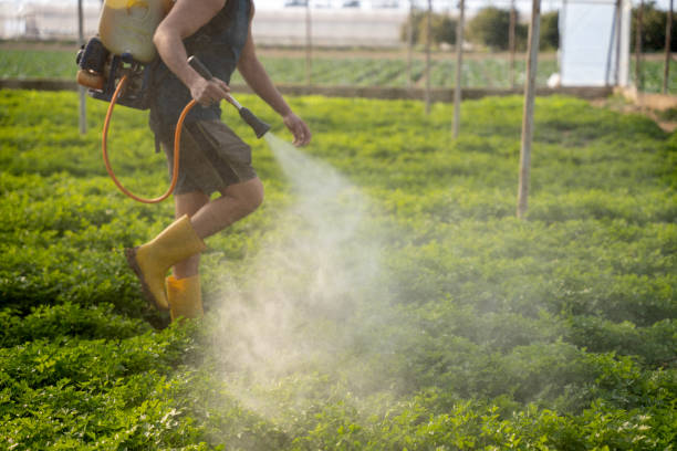 Best Wasp Removal Services  in Spencerville, OH