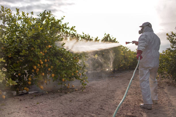 Wasp Removal Services in Spencerville, OH