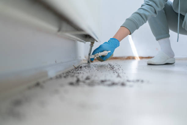 Best Spider Control Near Me  in Spencerville, OH